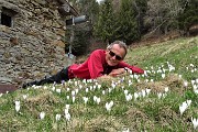 Spettacolo di crocus ai prati della Pigolotta di Valtorta il 22 aprile 2019  - FOTOGALLERY